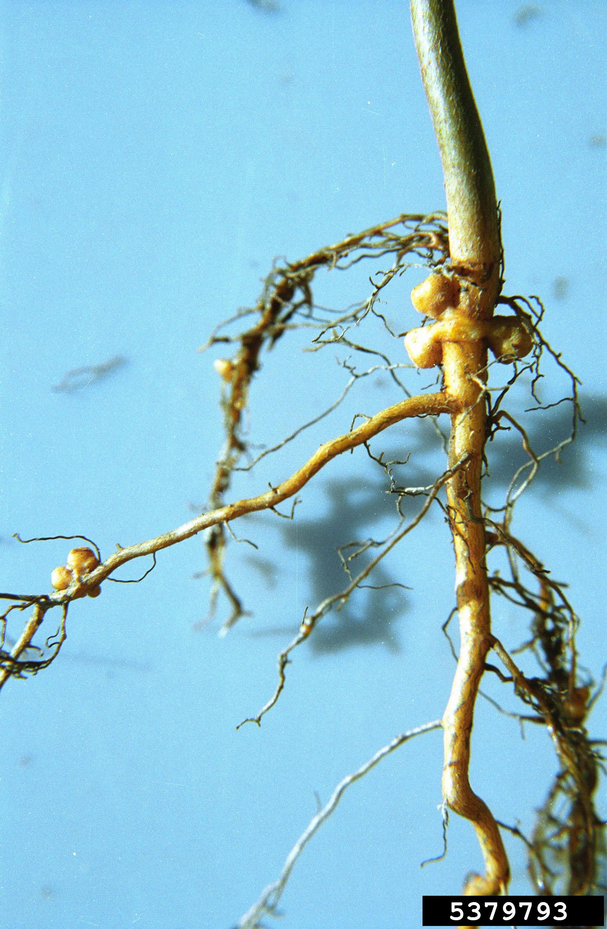 Crown gall on European black alder