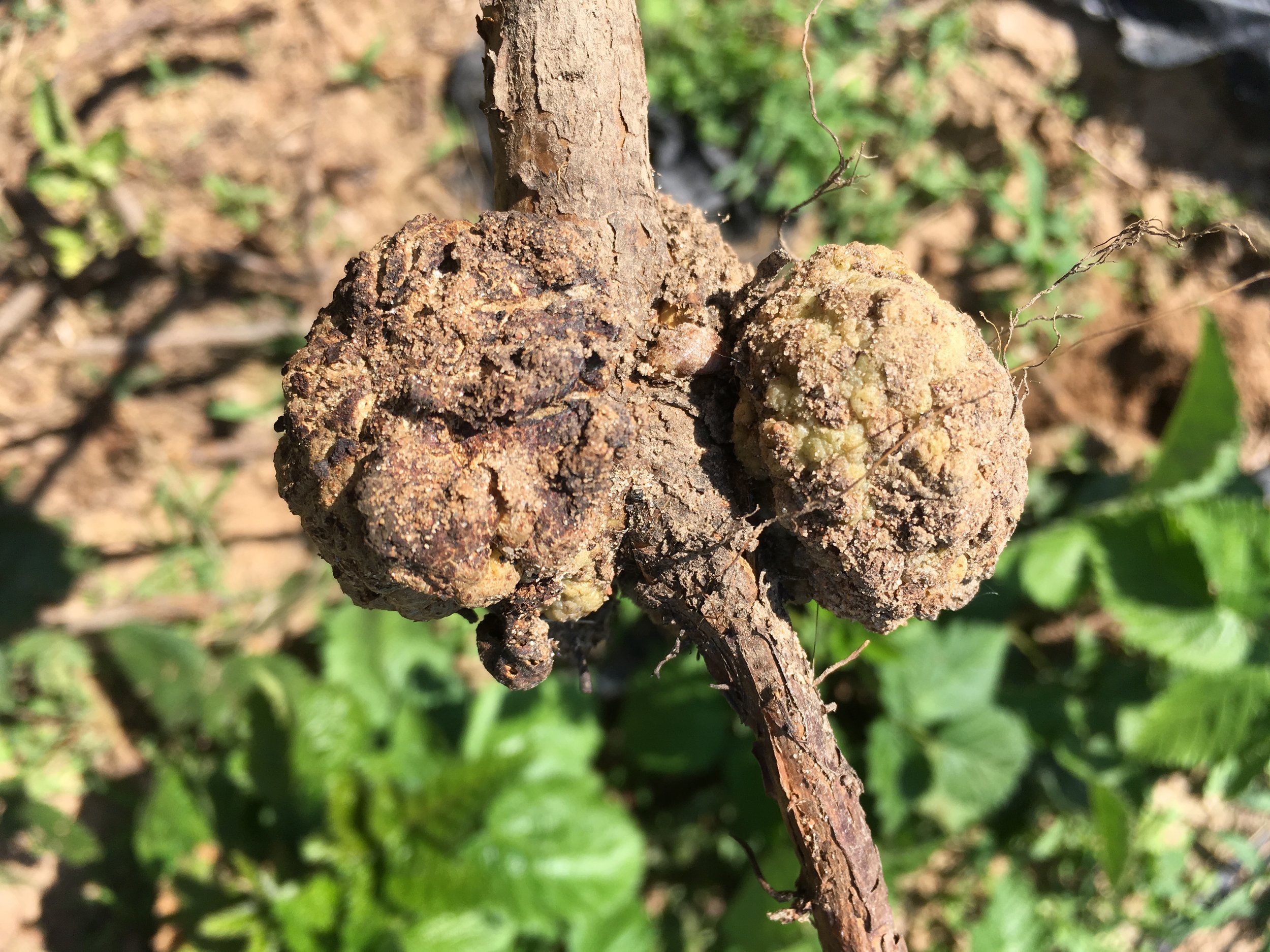 Crown Gall on Woody Ornamentals