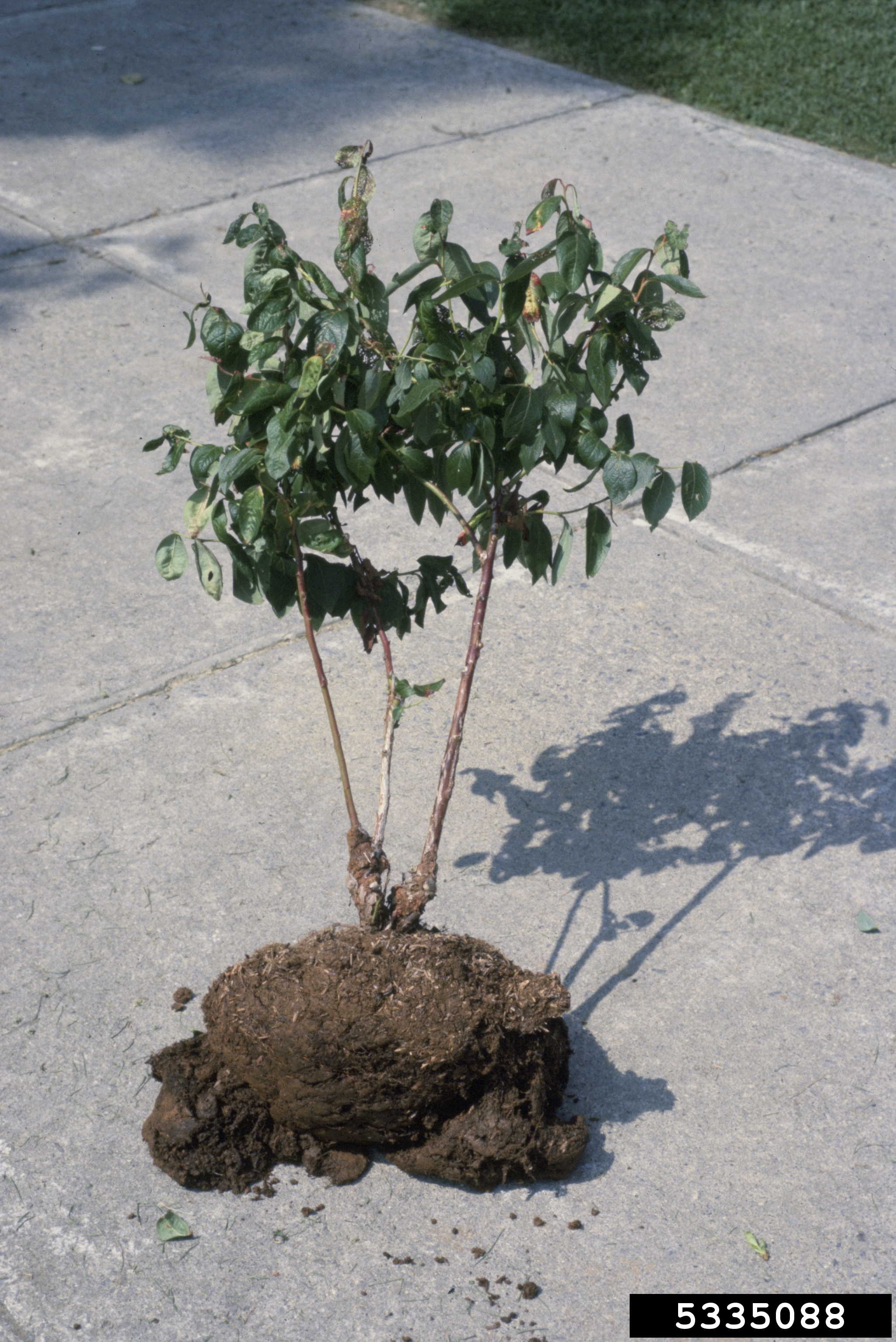 Crown gall on blueberry
