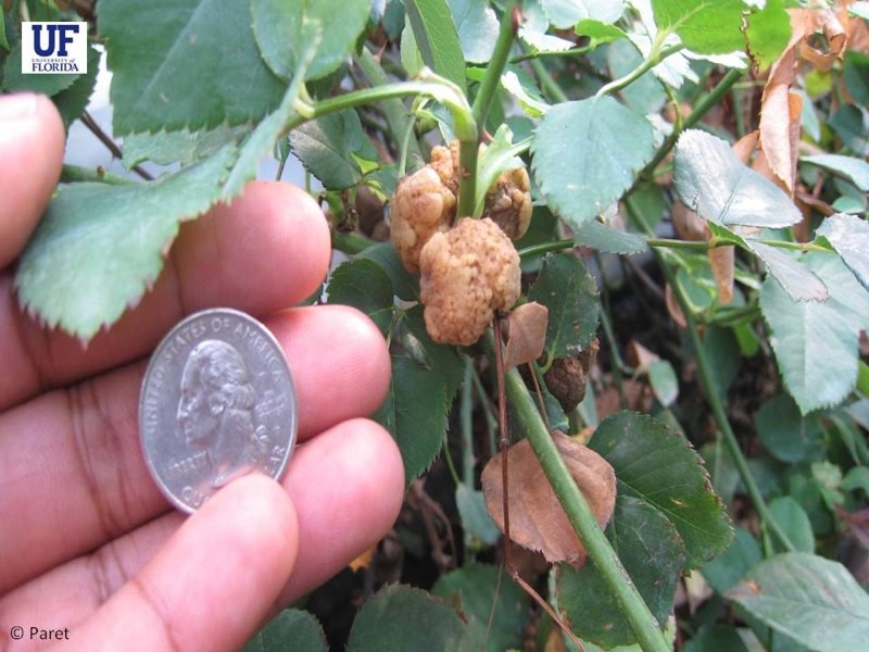 Crown Gall on Grape