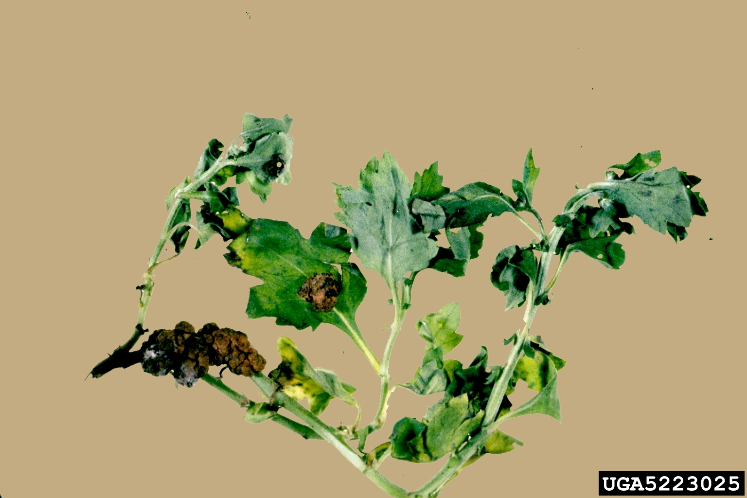 Crown gall on chrysanthemum