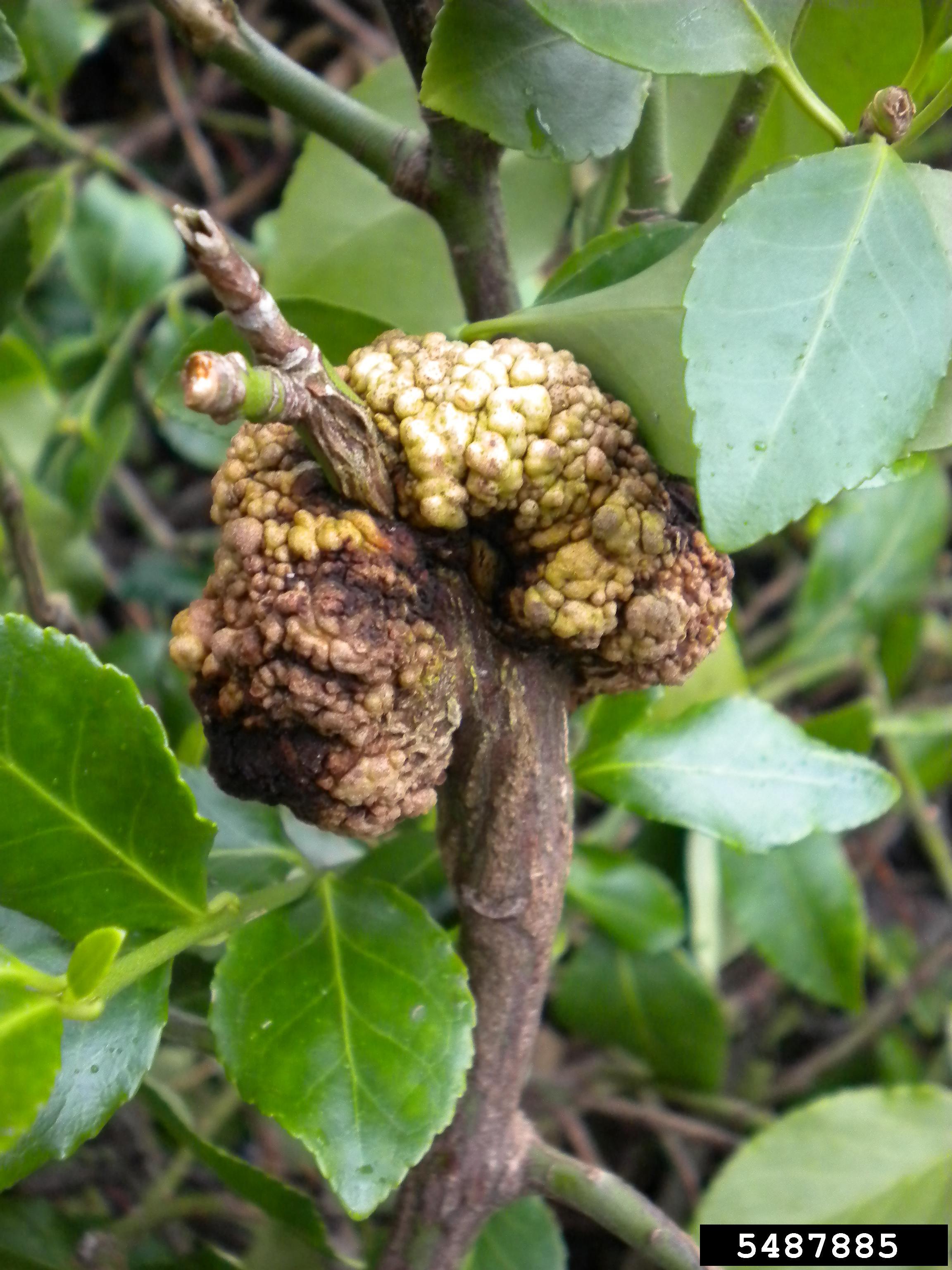Crown gall on euonymous