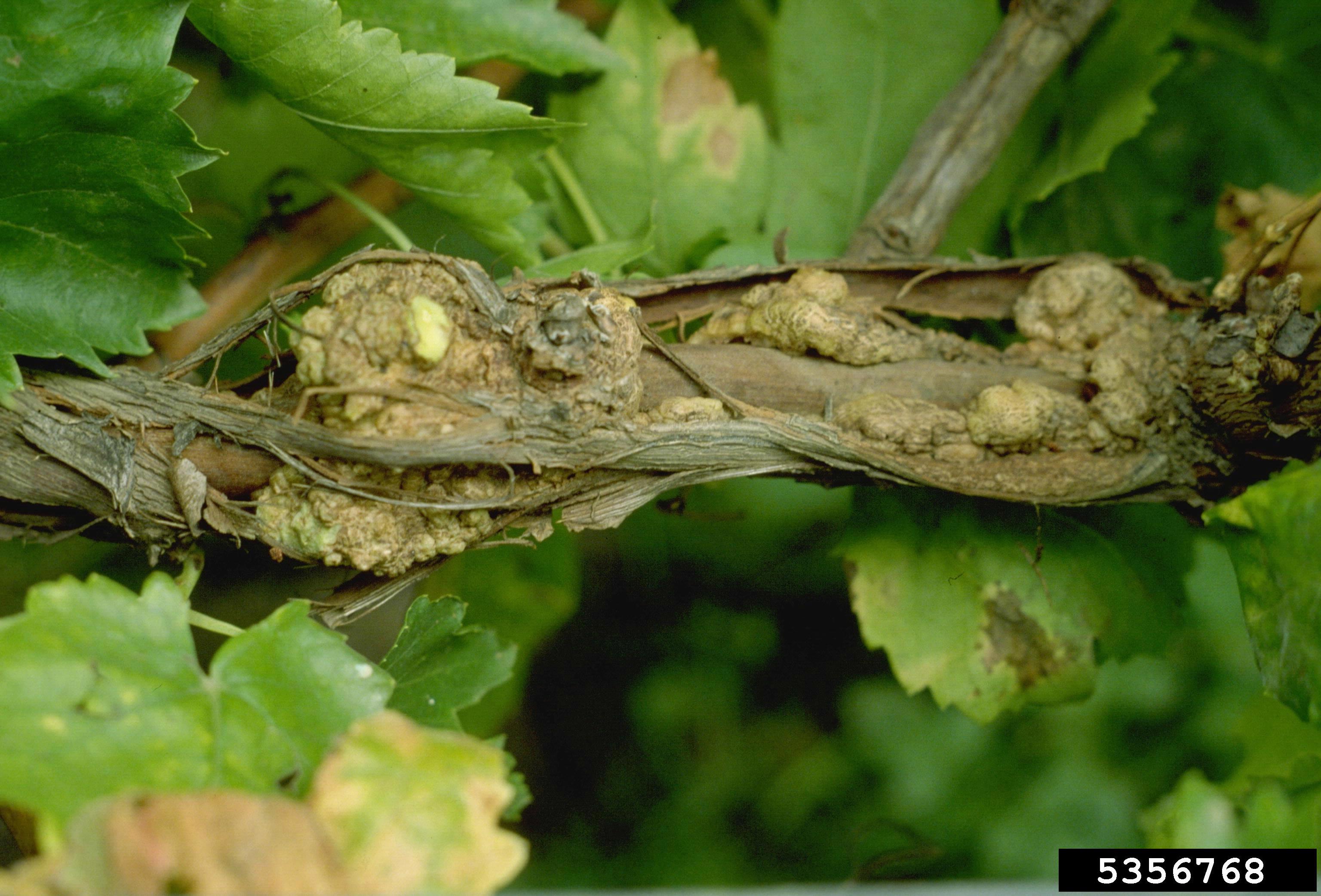 Crown gall growth near the plant crown